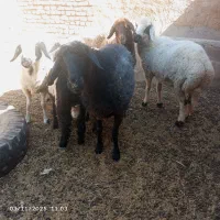 گوسفند|حیوانات مزرعه|یزدان شهر, |دیوار