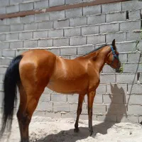 مادیان پرخون کرد|اسب و تجهیزات اسبسواری|تبریز, |دیوار