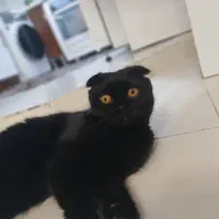 گربه اسکاتیش فولد