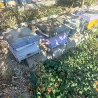 فروش کندو با زنبور  و کندو خالی|حیوانات مزرعه|شبستر, |دیوار