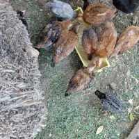 جوجه مرغ گلین  محلی