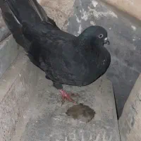 ۴تا کبوتر  زاغ لوت بلندگیر