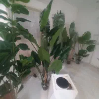 انواع درخچه کنار سالنی مصنوعی وارداتی