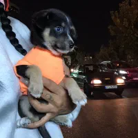 هاپو کوچولو های عروسکی مینیاتوری|سگ|تهران, هوانیروز|دیوار