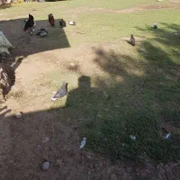تعدادی کبوتر نر وماده وچندتا هم جوجه بزرگ|پرنده|رستم‌آباد, |دیوار