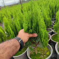 کاج کامیس نوکدار سبز سرطلا زعفرانی سایز4