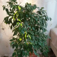 گل شاداب وسرحال بنجامین