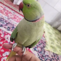 ملنگو بی نظیر