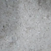 فروش نیم دانه هاشمی