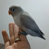 جوجه طوطی برزیلی