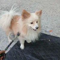 پا کوتاه پامر