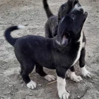 سگ خراسانی