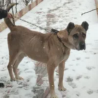 سگ سرابی اصیل|سگ|تبریز, |دیوار