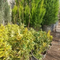 لاوسون نهال گلدان نهالستان شمشاد گل گریسیلین