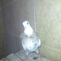 تعدادی کبوتر سری ۵۰۰