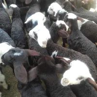 بره شیری آغوز خورده|حیوانات مزرعه|قم, ولیعصر|دیوار