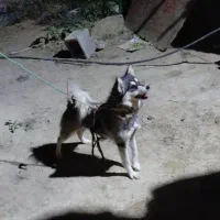 بسیارباهوش  وخیلی  با ادب  وبامرام