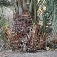 فسیل کلوته|کلکسیون و سرگرمی|رودبار (کرمان), |دیوار