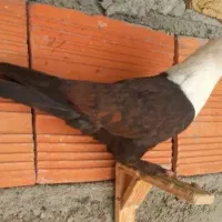 فروش کربلایی