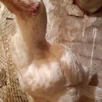 مرغ لاری تخمگذار|حیوانات مزرعه|مشهد, رده|دیوار