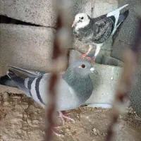 کبوتر پلاکی