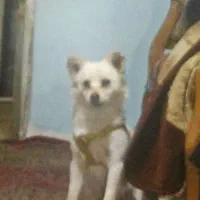 سگ خرسی پامر