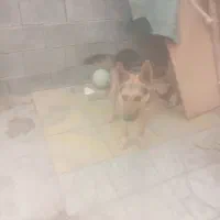 یشکاری و باهوش شرطی