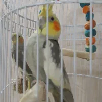 عروس هلندی مولد