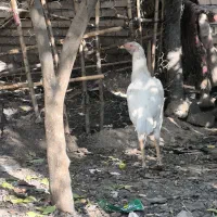 خروس و جوجه خروس لاری|حیوانات مزرعه|خان ببین, |دیوار