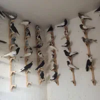 کفتر کبوتر دسته رنگی بهبهانی و شهری دست اولی
