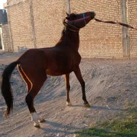 اسب کرد|اسب و تجهیزات اسب‌سواری|میاندوآب, |دیوار