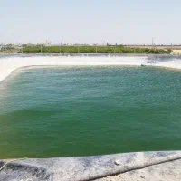 تاکستان زمین کشاورزی برای اجاره یا شراکت|اجارهٔ دفتر صنعتی، کشاورزی، تجاری|اسفرورین, |دیوار