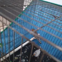 فنچ زیبا ۳جفت یک جفت تخم گذار آماده|پرنده|اندیشه, اندیشه فاز ۱|دیوار