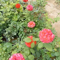 گل رز هلندی ساناز نسترن یاس محمدی شمشاد به لیمو|گل و گیاه طبیعی|ورامین, ورامین|دیوار