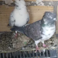 دوعدد کبوتر پرشی