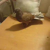 گمشده|حیوانات|اصفهان, سروستان|دیوار