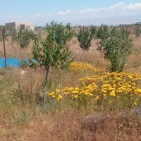 زمین-فروشی