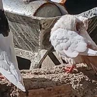 باسلام دو عدد کبوتر|پرنده|چرداول, |دیوار