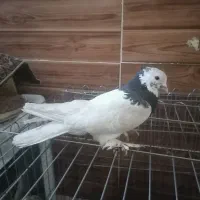 چهار عدد کبوتر|پرنده|شیراز, سعدیه شمالی|دیوار