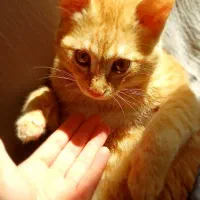 واگذاری گربه