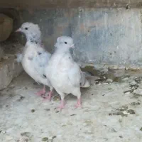 کفتر سرور