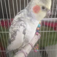 عروس هلندی