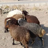 6راس بره نروماده افشار