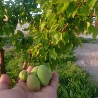 باغ۵۸۰متری جهت ساخت ویلاسازی درمنطقه ویلایی