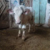 گاو شیری و گوساله