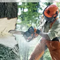 خرید انواع چوب وبیشه تسویه نقد. روی باسکول