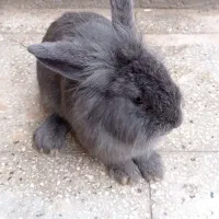 خرگوش کار دورگه لوپ