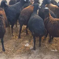 ۱۰ تا میش قر قزل