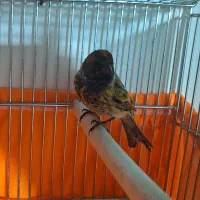 گلبسر نر بخون|پرنده|خوانسار, |دیوار