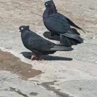 یک جفت زاغ آبادانی اصل پرش میل و بازی